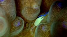 Crab Among Coral Polyps, Symbiotic, Macro