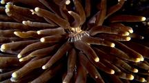 Coral Polyp Tentacles At Night