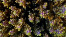 Coral Polyps, Macro