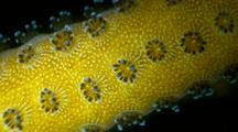 Coral Polyps Tentacles, Luminous, Macro
