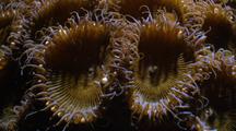 Coral Polyp Tentacles, Macro