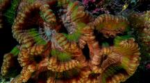 Coral Surreal & Luminous