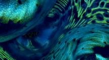 Clam Mantle, Bioluminescence, Macro