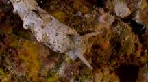Nudibranch Grey, Macro