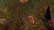 Pink Anenome Fish With Host Anenome 
