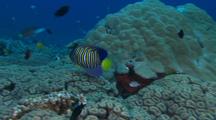 Regal Angel Fish ( Pygoplites Diacanthus ) Over Coral Outside Hiding Hole