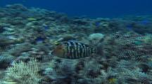Charismatic Emperor Fish amongst biodiversity