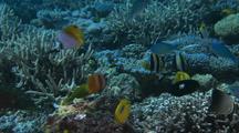 Colorful Mixed Tropical Reef Fish Diversity Display