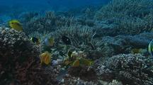 Tropical Reef Fish