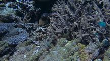 Harlequin Filefish Or Beaked Leather Jacket Amongst Coral