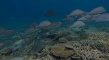 Emperor Fish School over Coral