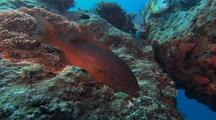 Red Coral Cod lurking