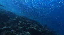 Baitfish ( Anchovy) Schooling In Beautiful Light. Synchronized Movements Of Baitfish