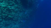 Divers swimming on Reef Edge, Deep Water