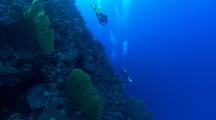 Divers Swimming Near Sea Fans On Reef Edge, Deep Water