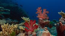 Soft Corals, Deep Water