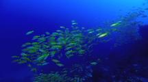 Yellow Perch Schooling on Blue Background