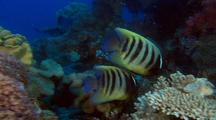Leafy Scorpionfish Pair & Six Banded Angelfish Couple ( Pomacanthus Sextriatus ) Over Colorful Deep Water Coral 