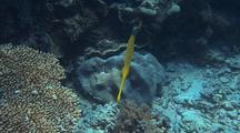 Trumpet Fish With Some Cleanerfish Action