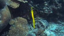 Trumpet Fish With Some Cleanerfish Action