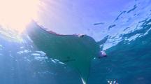 Manta Ray cavorting in clear water