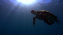 Green Sea Turtle in very clear water