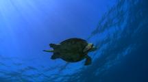 Green Sea Turtle in very clear water