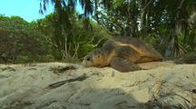Loggerhead Turtle On Beach After Nesting