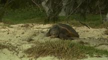 Loggerhead Turtle On Beach After Nesting