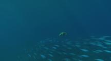 Black-Tipped Fusilier Fish School Synchronized Movement Reveals Loggerhead Sea Turtle