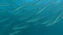 Garfish Schooling In Shallow Reef Lagoon Under Beautiful Dappled Light