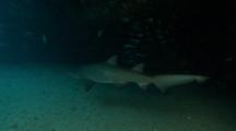 Grey Nurse Shark Sharks Under Ledge 
