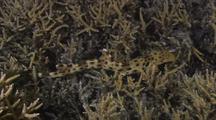 Harmless Epaulette Cat Shark Prowling Around Shallow Reef Bottom At Night