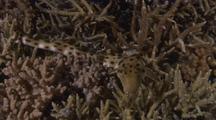 Harmless Epaulette Cat Shark Prowling Around Shallow Reef Bottom At Night