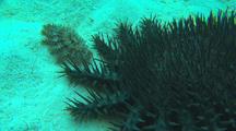 COTS Crown of Thorns Sea Star