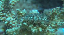 COTS Crown of Thorns Sea Star