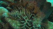 Triton snail hunting COTS Crown of Thorns Sea Star 