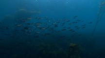 Fish School Cruising Through Tall Kelp Forest