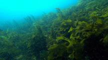 Beautiful Coloured Algae and Seaweed Swirling