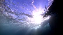 Surging Seaweed on Cliffs in Underwater Sunburst  Sunbeam Lights