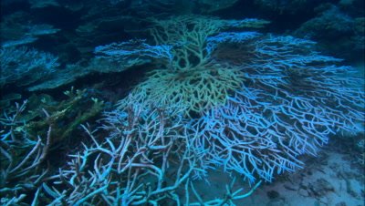 Bleaching Coral