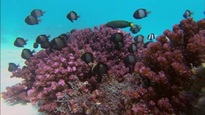 Ningaloo Reef West Australia