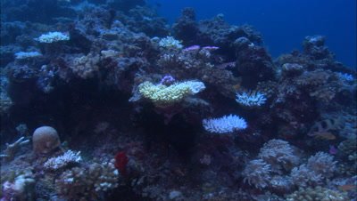 Bleaching Coral
