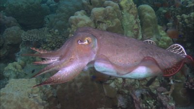 Cuttlefish in Papua New Guinea