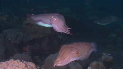 Cuttlefish in Papua New Guinea