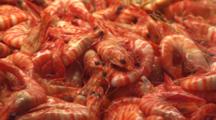 Shrimp Prawns In Seafood Display