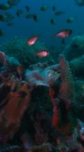 Vertical Shot, Colorful Coral Scenic With Ring-tailed Cardinalfish