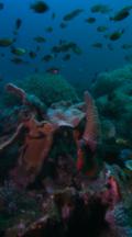 Vertical Shot, Colorful Coral Scenic With Lionfish And Cardinalfish