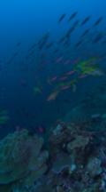 Vertical Shot, Colorful Coral Scenic With Schools Of Fish