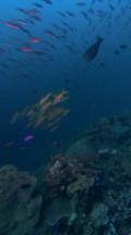 Vertical Shot, Colorful Coral Scenic With Schools Of Fish